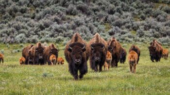 The Buffalo Slot Family Tree: How One Casino Classic Inspired a Wave of New Games image