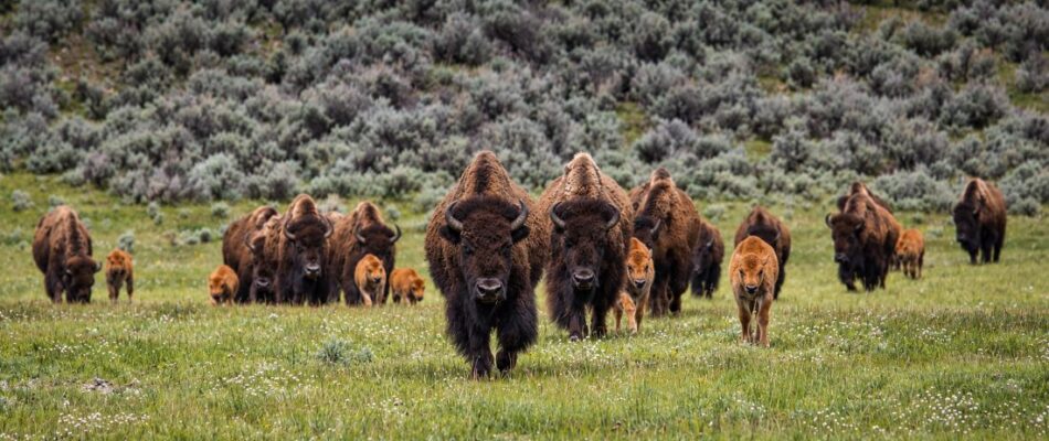 The Buffalo Slot Family Tree: How One Casino Classic Inspired a Wave of New Games